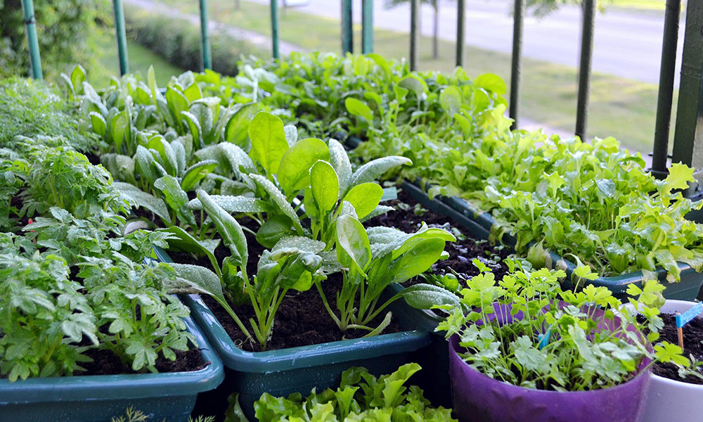 Horta em casa